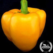 Pepper Seeds - Sweet - Golden Calwonder - Organic