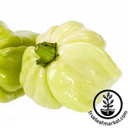 Pepper Seeds - Hot - Habanero White