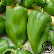 Pepper Seeds - Hot - Ancho Gigantea