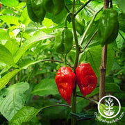 Pepper Seeds - Hot - Bhut Jolokia Ghost