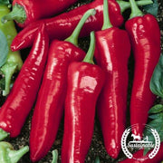 Pepper Seeds, Hot - Big Jim (Organic)