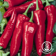 Pepper Seeds - Hot - Big Jim