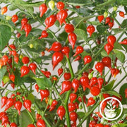 Pepper Seeds - Hot - Biquinho Red