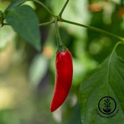 Pepper Seeds - Hot - Birdseye Chili