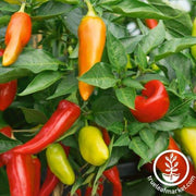 Pepper Seeds - Hot - Cochise Hybrid