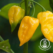 Pepper Seeds - Hot - Habanero Lemon