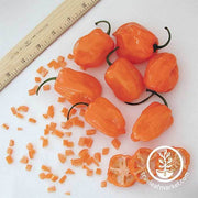 Pepper Seeds - Hot - Habanero Orange