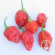 Pepper Seeds - Hot - Habanero Caribbean Red