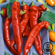 Pepper Seeds - Hot - Hot Portugal - Organic