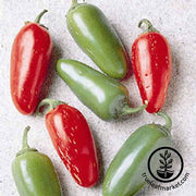 Pepper Seeds - Hot - Jalapeno Early