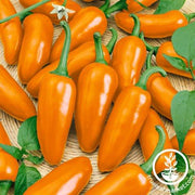 Pepper Seeds - Hot - Jalapeno Orange