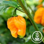 Pepper Seeds - Hot - Jamaican Yellow