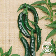 Pepper Seeds - Hot - Pasilla Bajio