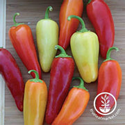 Pepper Seeds - Hot - Santa Fe Grande