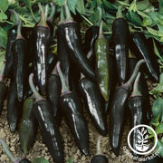 Pepper Seeds - Hot - Serrano Purple