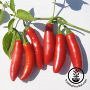 Pepper Seeds - Hot - Serrano Tampiqueno