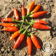 Pepper Seeds - Hot - Tabasco