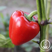 Pepper Seeds - Sweet - Mini Bell Red