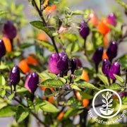 Pepper Seeds - Hot - NuMex Twilight