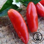 Pepper Seeds - Hot - Pequin