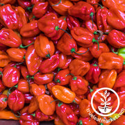 Pepper Seeds - Hot - Scotch Bonnet - Red