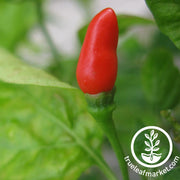 Pepper Seeds - Hot - Small Red Chili