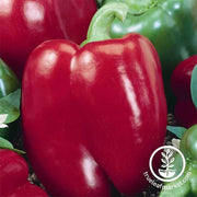 Pepper Seeds - Sweet - Big Red