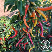 Pepper Seeds - Sweet - Cayenne Sweetness Hybrid