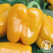 Pepper Seeds - Sweet - Chardonnay Hybrid