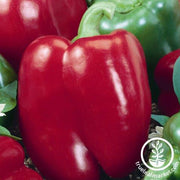 Pepper Seeds - Sweet - Chianti Hybrid