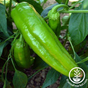 Pepper Seeds - Sweet - Corno Di Toro Giallo