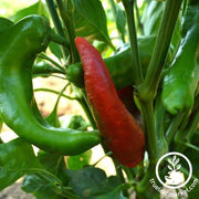 Pepper Seeds - Sweet - Corno Di Toro Rosso