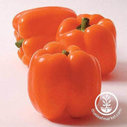 Pepper Seeds - Sweet - Horizon Orange