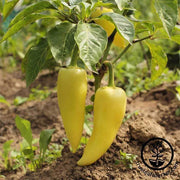 Pepper Seeds - Sweet - Hungarian Yellow Wax Sweet