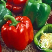 Pepper Seeds - Sweet - Keystone Resistant Giant