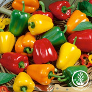 Pepper Seeds - Sweet - Mini Belle Mix