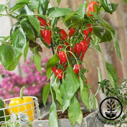 Pepper Seeds - Sweet - Pretty N Red F1 - Grown