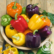 Pepper Seeds - Sweet - Rainbow Bell Blend