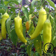 Pepper Seeds - Sweet - Sweet Banana