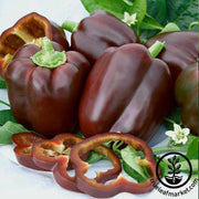 Pepper Seeds - Sweet - Tawny Port F1