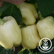 Pepper Seeds - Sweet - White Cloud