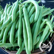 Bean Seeds - Bush - Provider - Organic