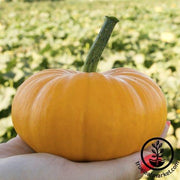 Pumpkin Seeds - Bumpkin F1 PMT