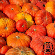 Pumpkin Seeds - Cinderella (Rouge vif D'Etampes)