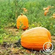 Pumpkin Seeds - Jack O Lantern