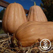 Pumpkin Seeds - Kentucky Field