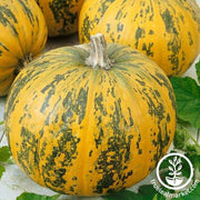 Pumpkin Seeds - Pepitas F1 AAS