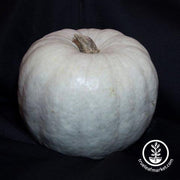 Pumpkin Seeds - White Queen