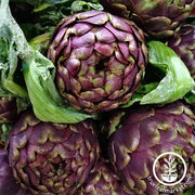 Artichoke Seeds - Purple Italian Globe