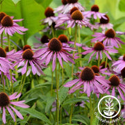 Echinacea - Purple Coneflower Seeds